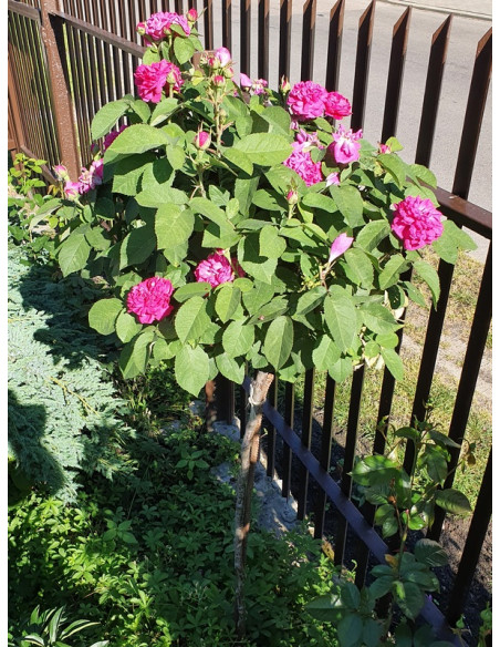 rose de resht róża pienna