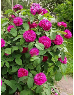 rose de resht róża pienna 2