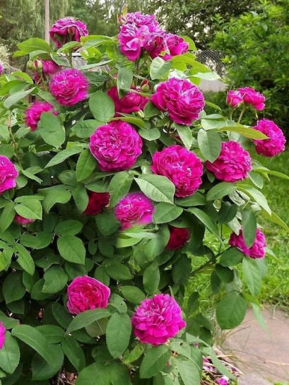 ROSE DE RESHT pienna róża