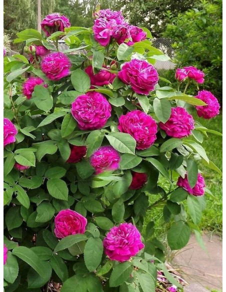 ROSE DE RESHT pienna róża