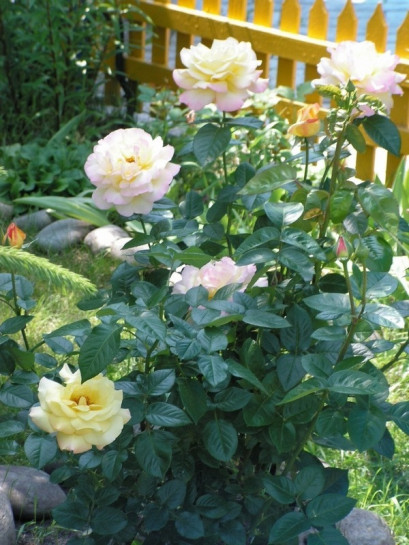 róża wielkokwiatowa peace