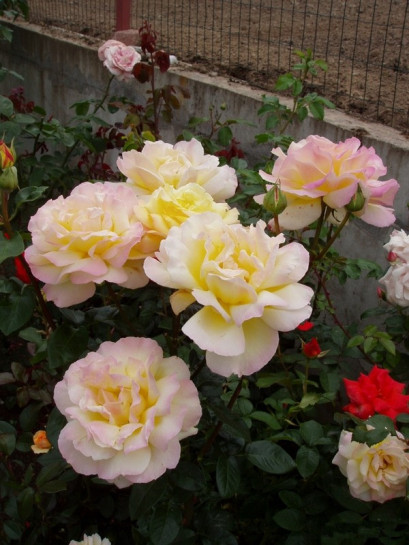 roze wielkokwiatowe peace Gloria dei