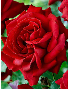 Cuthbert Grant róże kanadyjskie