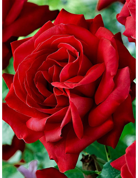 Cuthbert Grant róże kanadyjskie