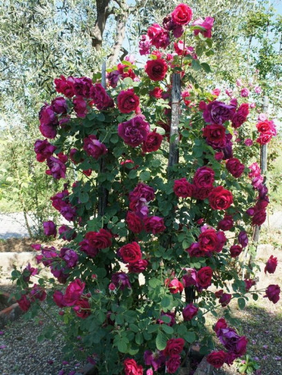 CUTHBERT GRANT róża kanadyjska