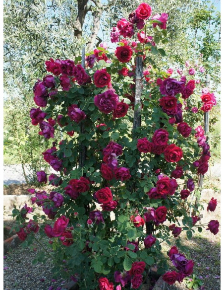 CUTHBERT GRANT róża kanadyjska