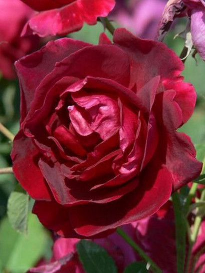 CUTHBERT GRANT róża kanadyjska