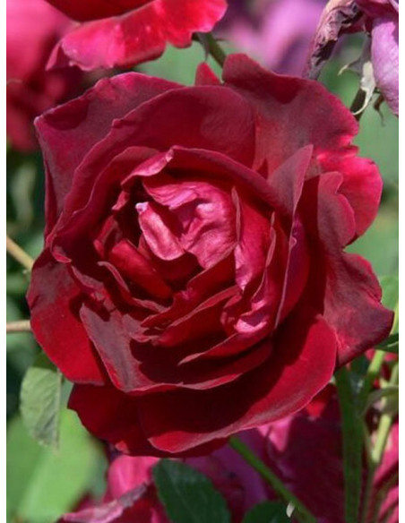 CUTHBERT GRANT róża kanadyjska