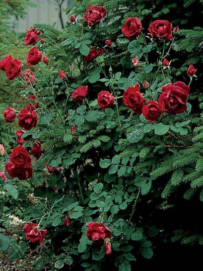 CUTHBERT GRANT róża kanadyjska