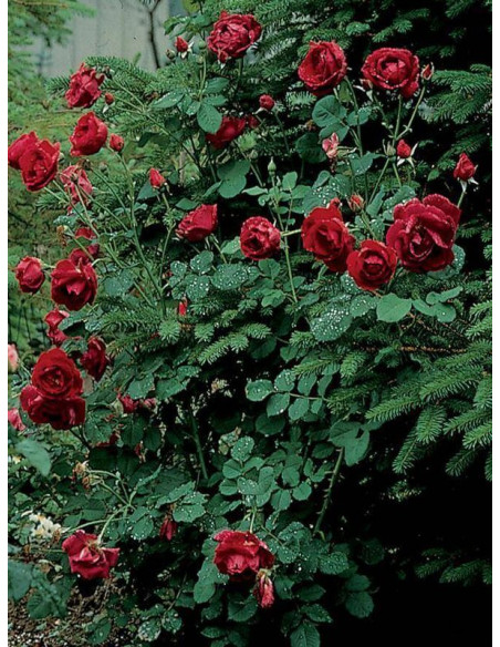 CUTHBERT GRANT róża kanadyjska