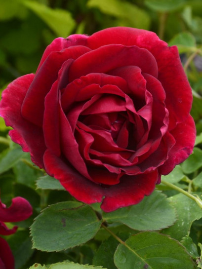 CUTHBERT GRANT róża kanadyjska