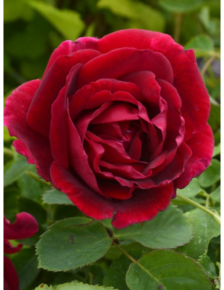 CUTHBERT GRANT róża kanadyjska