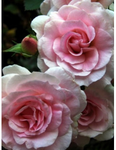 Morden Blush róża kanadyjska