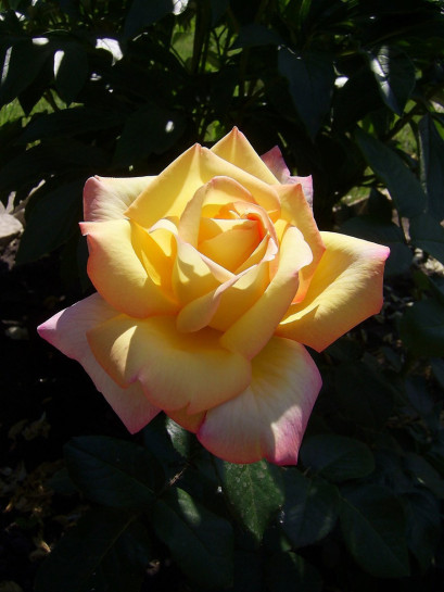 Peace roze wielkokwiatowe