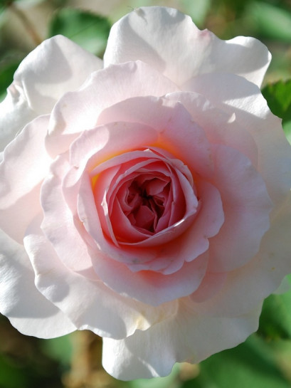 morden blush kanadyjska róża krzaczasta