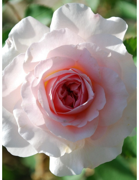 morden blush kanadyjska róża krzaczasta