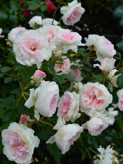 kanadyjska róża morden blush