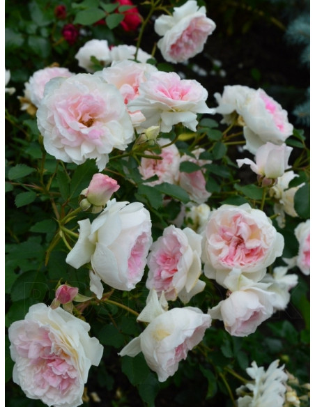 kanadyjska róża morden blush