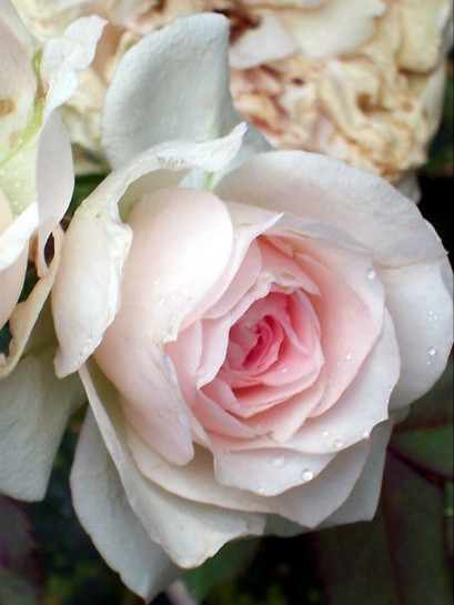 róża kanadyjska krzaczasta morden blush