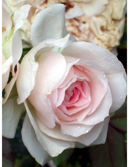 róża kanadyjska krzaczasta morden blush