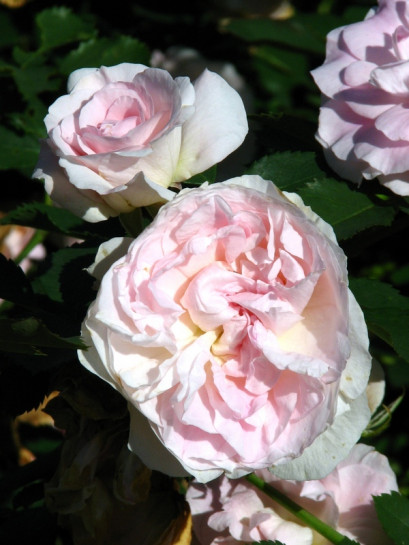 Morden Blush róża krzaczasta kanadyjka