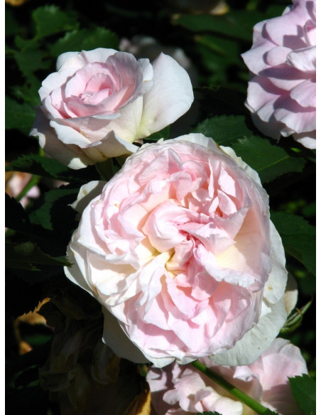 Morden Blush róża krzaczasta kanadyjka