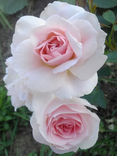 morden blush róża kanadyjska krzaczasta