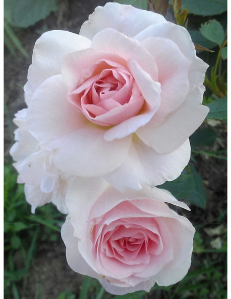 morden blush róża kanadyjska krzaczasta