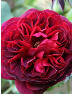 Othello angielskie róże pienne 2