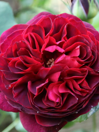 OTHELLO pienna róża