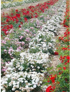 white fairy odmiana okrywowa róż w szkółce