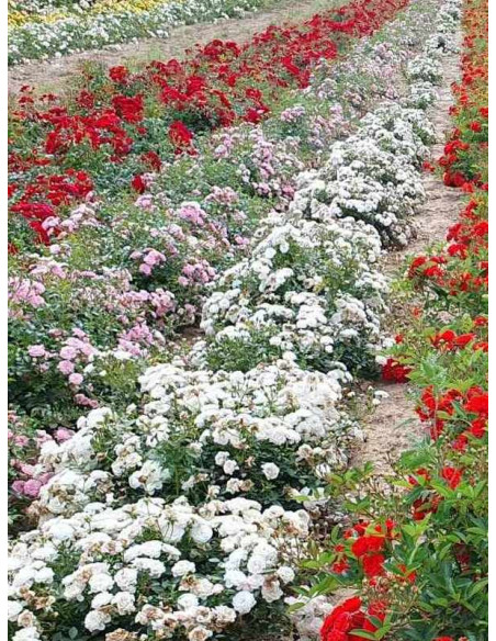 white fairy odmiana okrywowa róż w szkółce