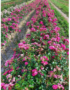 odmiana okrywowa pink fairy szkółka róż rozaria