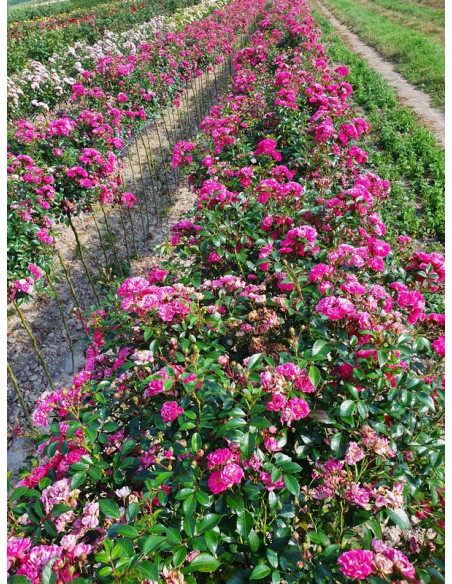 odmiana okrywowa pink fairy szkółka róż rozaria