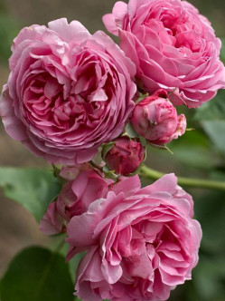 róża burbońska parkowa Louise Odier