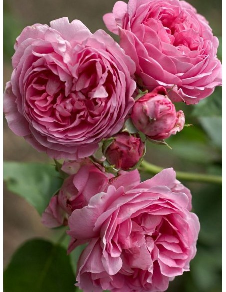 róża burbońska parkowa Louise Odier