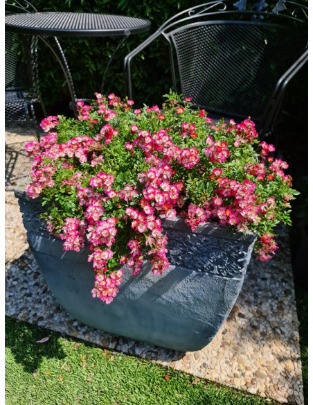 Cutie Pie roza miniaturowa bezkolcowa