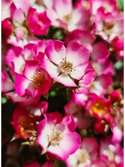 róża miniatura bezkolcowa Cutie Pie