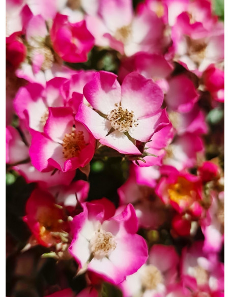 róża miniatura bezkolcowa Cutie Pie