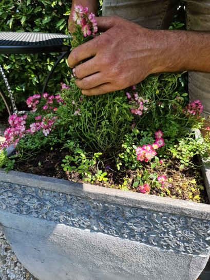 cutie pie róża miniaturowa bezkolcowa