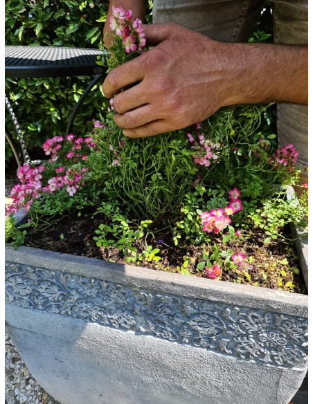 cutie pie róża miniaturowa bezkolcowa