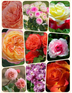 róże średni zestaw 9 sztuk