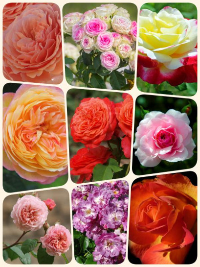 róże średni zestaw 9 sztuk
