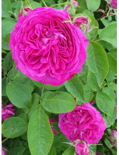 parkowe róże historyczne Reine des Violettes 2