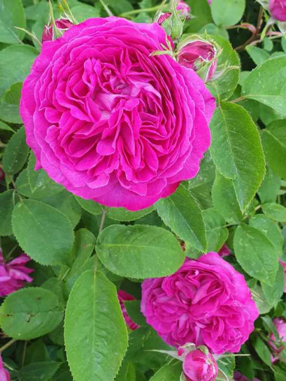 REINE des VIOLETTES róża historyczna