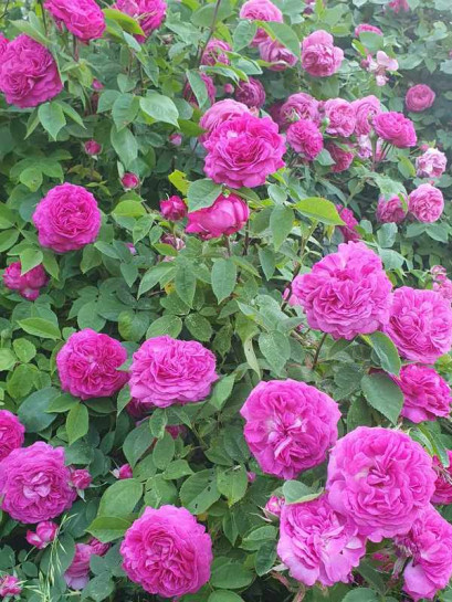 reine des violettes róża historyczna