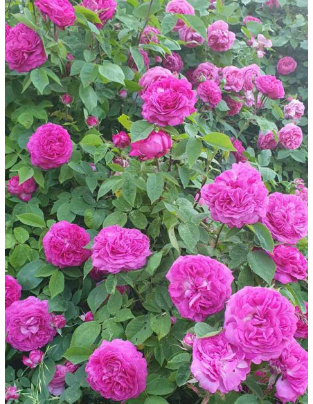 reine des violettes róża historyczna