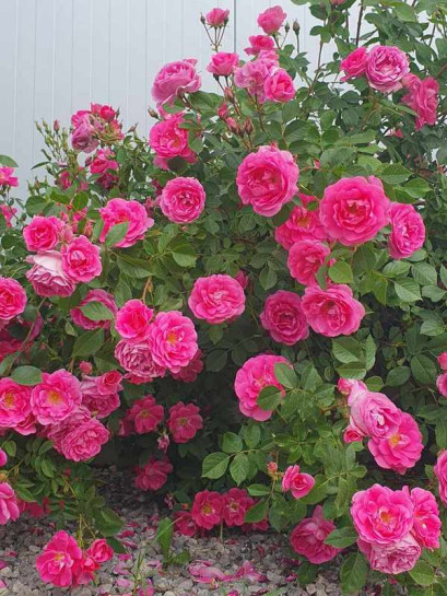 morden centennial krzaczasta róża kanadyjska