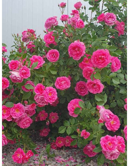 morden centennial krzaczasta róża kanadyjska