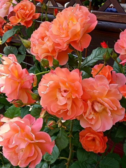 róża parkowa herbaciana westerland